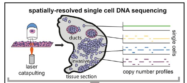 單細(xì)胞測序技術(shù)(single cell sequencing)