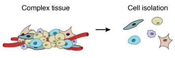 一個復雜的組織被分解成單個細胞。DROP-SEQ