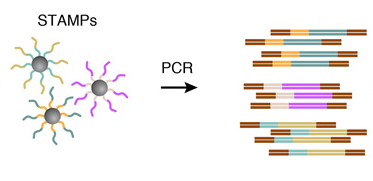 Amplification-STAMPs-PCR-drop-seq-microfluidics-single-cells-analysis-ARN-AND-barcode-complex-tissue