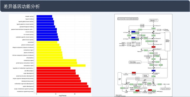 單細胞轉(zhuǎn)錄組測序(10x Genomics)詳解