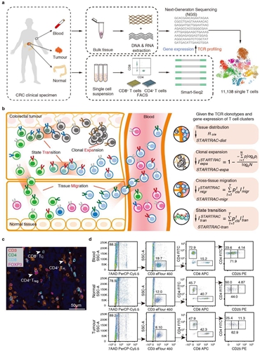 開發(fā)基于單細胞TCR的生物信息追蹤方法 揭示結直腸癌T細胞動態(tài)變化