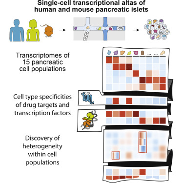 人和小鼠胰腺關于單細胞轉錄組圖譜講解